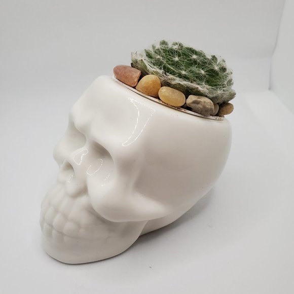 Other - Ceramic Skull Planter Pot with Live Succulent